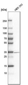 Anti-DLX1 antibody produced in rabbit Prestige Antibodies® Powered by Atlas Antibodies, affinity isolated antibody, buffered aqueous glycerol solution
