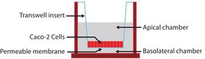 MRP2 Knockout Caco-2 Cells one assay ready, 24 well plate