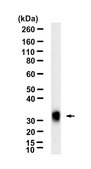 Anti-HLA-DPB1 Antibody, clone 1E16 ZooMAb® Rabbit Monoclonal recombinant, expressed in HEK 293 cells