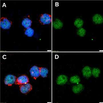 Anti-HIF-1α Antibody, clone 2B14 ZooMAb&#174; Rabbit Monoclonal recombinant, expressed in HEK 293 cells