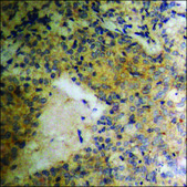 Anti-phospho-PDGFR β (pTyr740) antibody produced in rabbit affinity isolated antibody