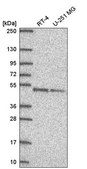 Anti-DPF2 antibody produced in rabbit Prestige Antibodies® Powered by Atlas Antibodies, affinity isolated antibody