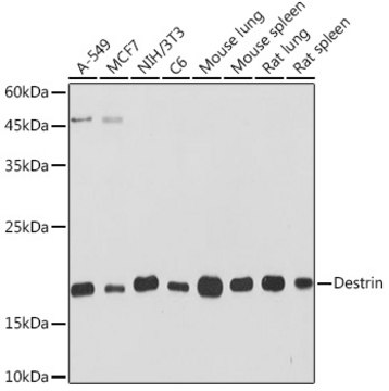 Anti-Destrin Antibody, clone 4F9Q1, Rabbit Monoclonal