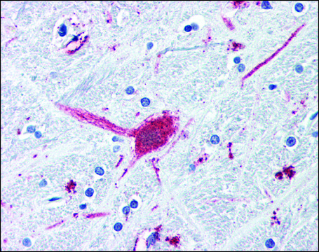 Anti-DRD3 / DOPAMINE antibody produced in rabbit affinity isolated antibody