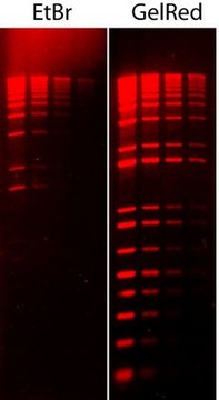 GelRed&#174; Nucleic Acid Stain 10000X Water GelRed is a fluorescent nucleic acid stain designed to replace the highly toxic ethidium bromide (EtBr) for staining dsDNA, ssDNA or RNA in agarose gels or polyacrylamide gels.