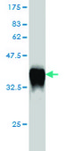 Monoclonal Anti-GCH1 antibody produced in mouse clone 4A12, purified immunoglobulin, buffered aqueous solution