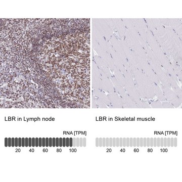 抗-LBR 兔抗 Prestige Antibodies&#174; Powered by Atlas Antibodies, affinity isolated antibody, buffered aqueous glycerol solution