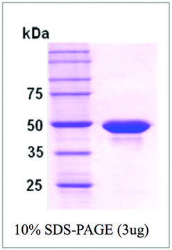 PP2C &#945; human recombinant, expressed in E. coli, &#8805;95% (SDS-PAGE)