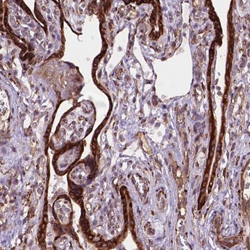 Anti-FNIP1 antibody produced in rabbit Prestige Antibodies&#174; Powered by Atlas Antibodies, affinity isolated antibody, buffered aqueous glycerol solution