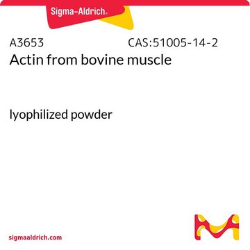 肌动蛋白&nbsp;来源于兔肌肉 来源于牛肌肉 lyophilized powder