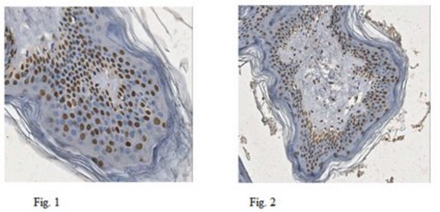 Anti-XBP1s Antibody, clone 143F (active form) clone 143F, from mouse