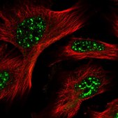 Anti-POMP antibody produced in rabbit Prestige Antibodies® Powered by Atlas Antibodies, affinity isolated antibody, buffered aqueous glycerol solution