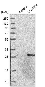 抗-C1orf109 兔抗 Prestige Antibodies&#174; Powered by Atlas Antibodies, affinity isolated antibody, buffered aqueous glycerol solution