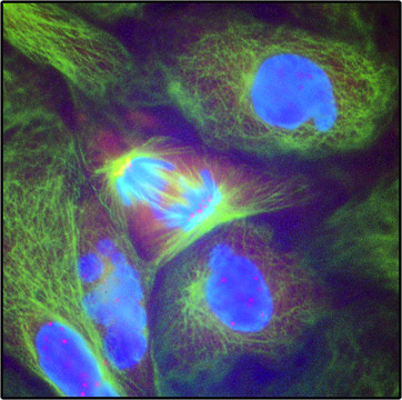 Anti-Mouse IgG (Fab specific) F(ab&#8242;)2 fragment–FITC antibody produced in goat affinity isolated antibody, buffered aqueous solution