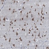 Anti-LSM14B antibody produced in rabbit Prestige Antibodies® Powered by Atlas Antibodies, affinity isolated antibody, buffered aqueous glycerol solution