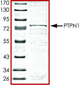 PTPN1, active, GST tagged human recombinant, expressed in baculovirus infected Sf9 cells, &#8805;70% (SDS-PAGE), buffered aqueous glycerol solution