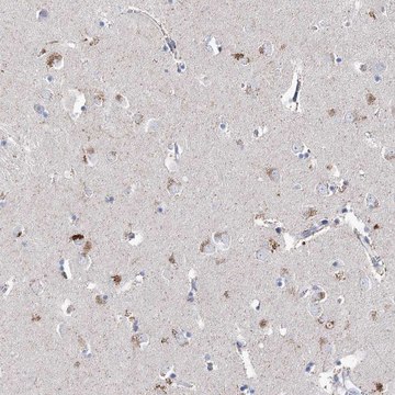 Anti-LRRC14B antibody produced in rabbit Prestige Antibodies&#174; Powered by Atlas Antibodies, affinity isolated antibody, buffered aqueous glycerol solution