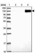 Anti-JMY antibody produced in rabbit Prestige Antibodies® Powered by Atlas Antibodies, affinity isolated antibody, buffered aqueous glycerol solution