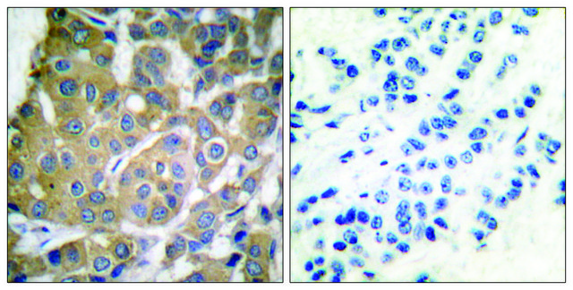 抗-COX2 兔抗 affinity isolated antibody