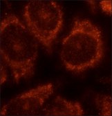 Anti-FAM134B antibody produced in rabbit affinity isolated antibody, buffered aqueous solution