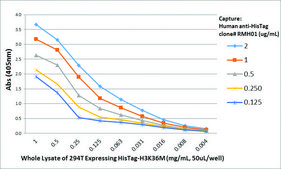 Anti-His-Tag Chimeric antibody, Human Monoclonal recombinant, expressed in HEK 293 cells, clone RMH01, purified immunoglobulin