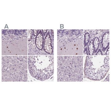 Anti-BHLHE22 antibody produced in rabbit Prestige Antibodies&#174; Powered by Atlas Antibodies, affinity isolated antibody, buffered aqueous glycerol solution