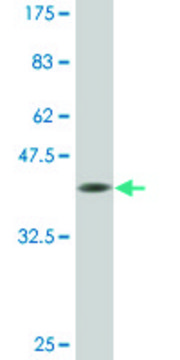 Monoclonal Anti-DLX2 antibody produced in mouse clone 1E9, purified immunoglobulin, buffered aqueous solution