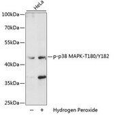 Anti-Phospho-p38 MAPK-T180/Y182 antibody produced in rabbit