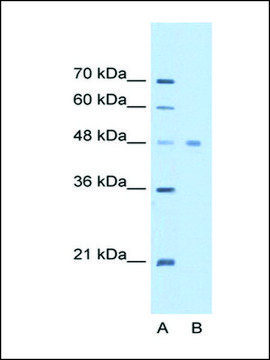 Anti-EEF1A1 antibody produced in rabbit IgG fraction of antiserum, lyophilized powder