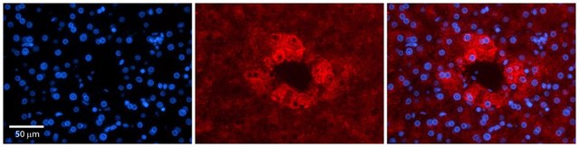 Anti-APOH antibody produced in rabbit affinity isolated antibody