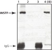 Anti-WSTF (N-Terminal) antibody produced in rabbit affinity isolated antibody, buffered aqueous solution