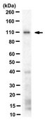 Anti-ApoER2 Antibody, clone 4H3E6 clone 4H3E6, from rat