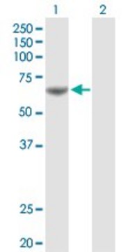 Anti-PDE1A antibody produced in rabbit purified immunoglobulin, buffered aqueous solution