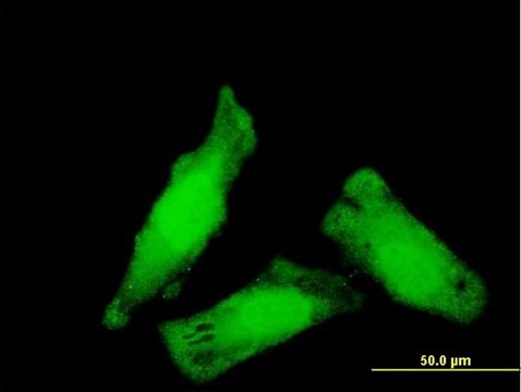 Monoclonal Anti-NIPBL antibody produced in mouse clone 3B9, purified immunoglobulin, buffered aqueous solution