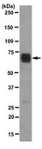 Anti-FOXO3a/FKHRL1 Antibody, clone 15F7.2 clone 15F7.2, from mouse