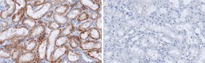 Anti-PDGF-C Antibody, clone 4D14 ZooMAb® Rabbit Monoclonal recombinant, expressed in HEK 293 cells