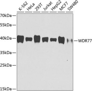 Anti-WDR77 antibody produced in mouse