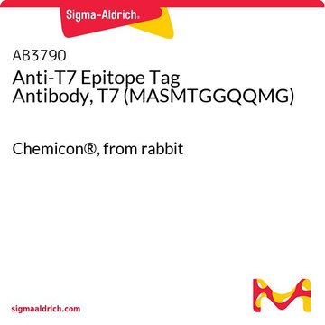 Anti-T7 Epitope Tag Antibody, T7 (MASMTGGQQMG) Chemicon&#174;, from rabbit