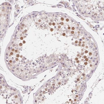 Anti-MYBL1 antibody produced in rabbit Prestige Antibodies&#174; Powered by Atlas Antibodies, affinity isolated antibody, buffered aqueous glycerol solution