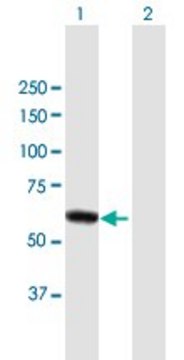 Anti-DPYSL4 antibody produced in mouse purified immunoglobulin, buffered aqueous solution