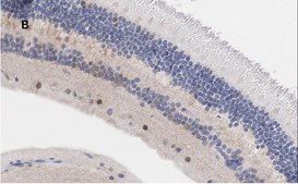 Anti-Brn3a Antibody, clone 4L5, ZooMAb&#174; Rabbit Monoclonal recombinant, expressed in HEK 293 cells