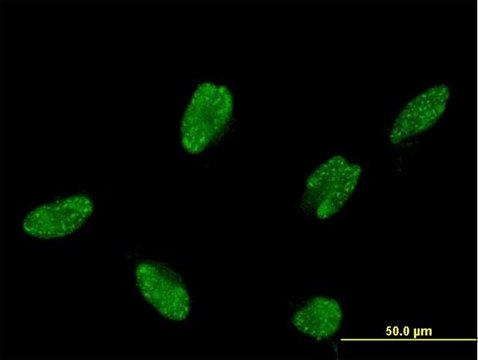 Monoclonal Anti-ASCL1, (C-terminal) antibody produced in mouse clone 2D9, purified immunoglobulin, buffered aqueous solution