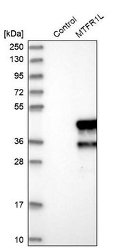 Anti-MTFR1L antibody produced in rabbit Prestige Antibodies&#174; Powered by Atlas Antibodies, affinity isolated antibody, buffered aqueous glycerol solution, ab1