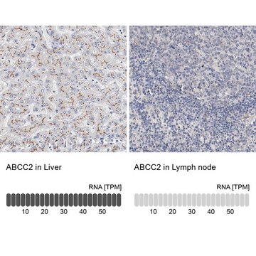 Anti-ABCC2 antibody produced in rabbit Prestige Antibodies&#174; Powered by Atlas Antibodies, affinity isolated antibody, buffered aqueous glycerol solution, Ab2