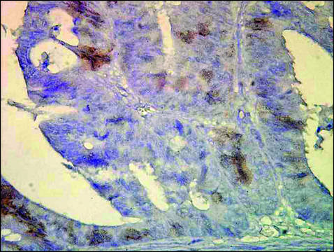 Monoclonal Anti-HSPA1A/HSPA8 antibody produced in mouse clone BB70, 1&#160;mg/mL, purified immunoglobulin