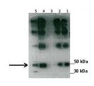Anti-SDPR antibody produced in rabbit affinity isolated antibody