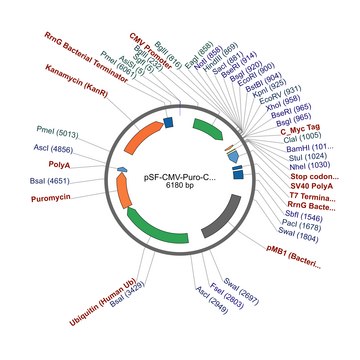 PSF-CMV-PURO-COOH-CMYC - C-TERMINAL C-MYC TAG MAMMALIAN PLASMID plasmid vector for molecular cloning