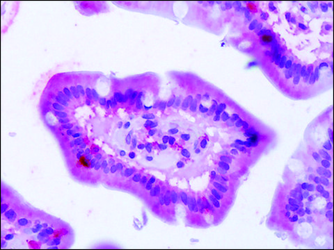 Anti-BEST4 antibody produced in rabbit affinity isolated antibody