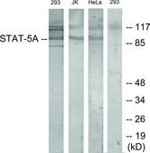 Anti-STAT5A antibody produced in rabbit affinity isolated antibody