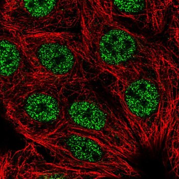 Anti-LHX2 antibody produced in rabbit Prestige Antibodies&#174; Powered by Atlas Antibodies, affinity isolated antibody